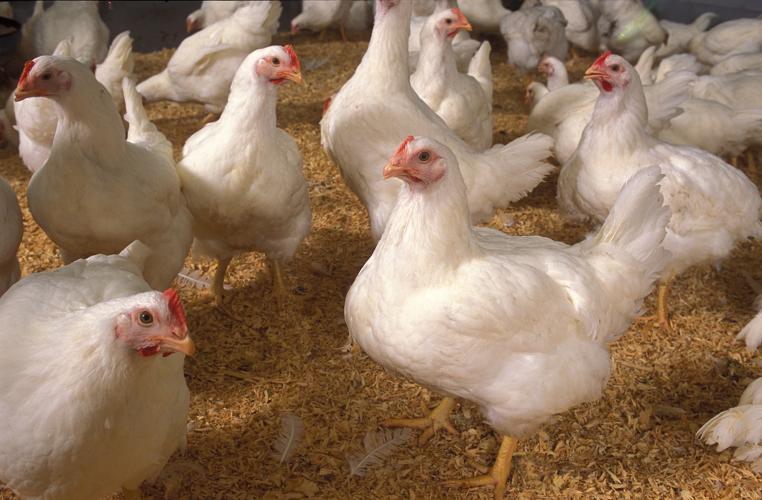 Scientists with ARS and the University of Maryland-Eastern Shore have developed methods to make Salmonella easier to identify among living populations of mixed bacteria on poultry
