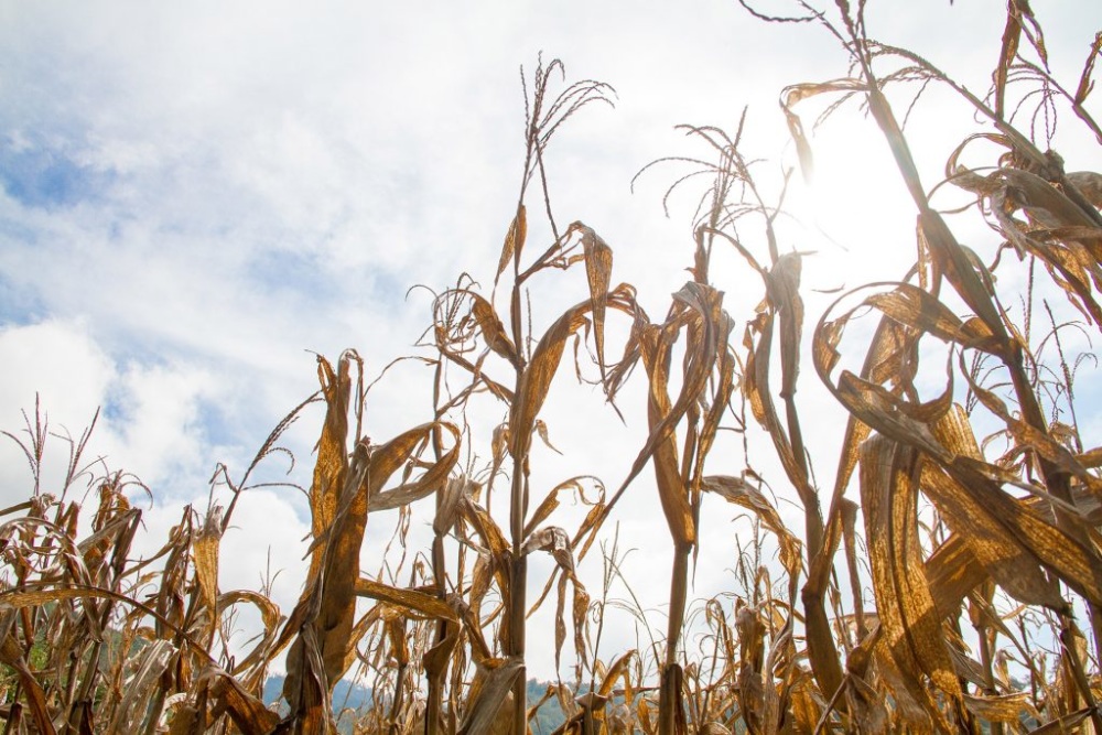 Corn Drought