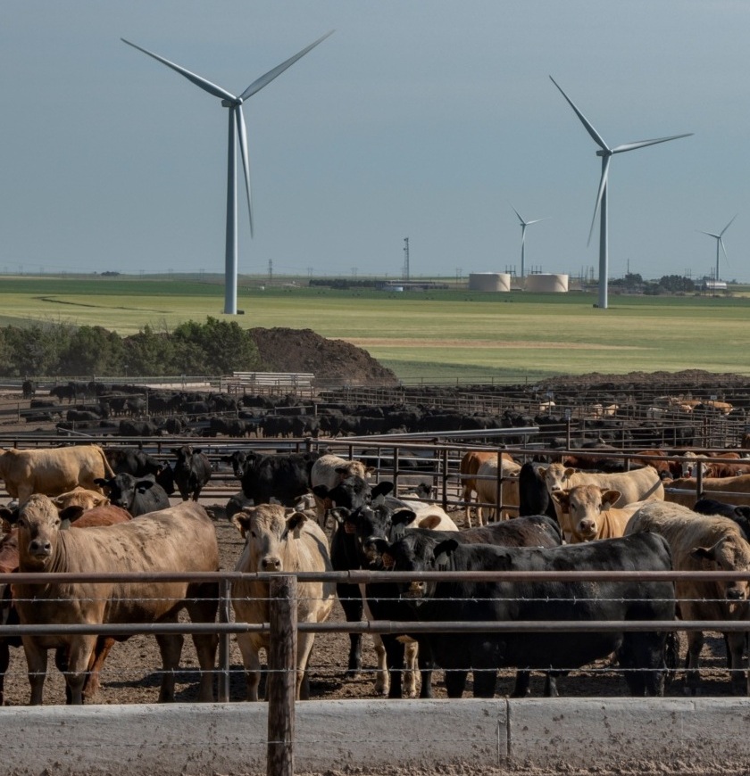 Cattle on dry feedlot with wind turbines in background