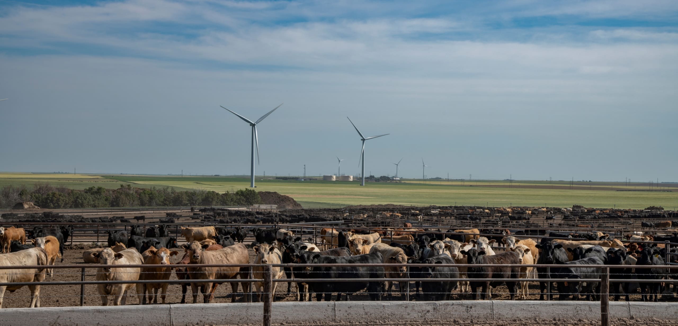 Cattle on dry feedlot with wind turbines in background