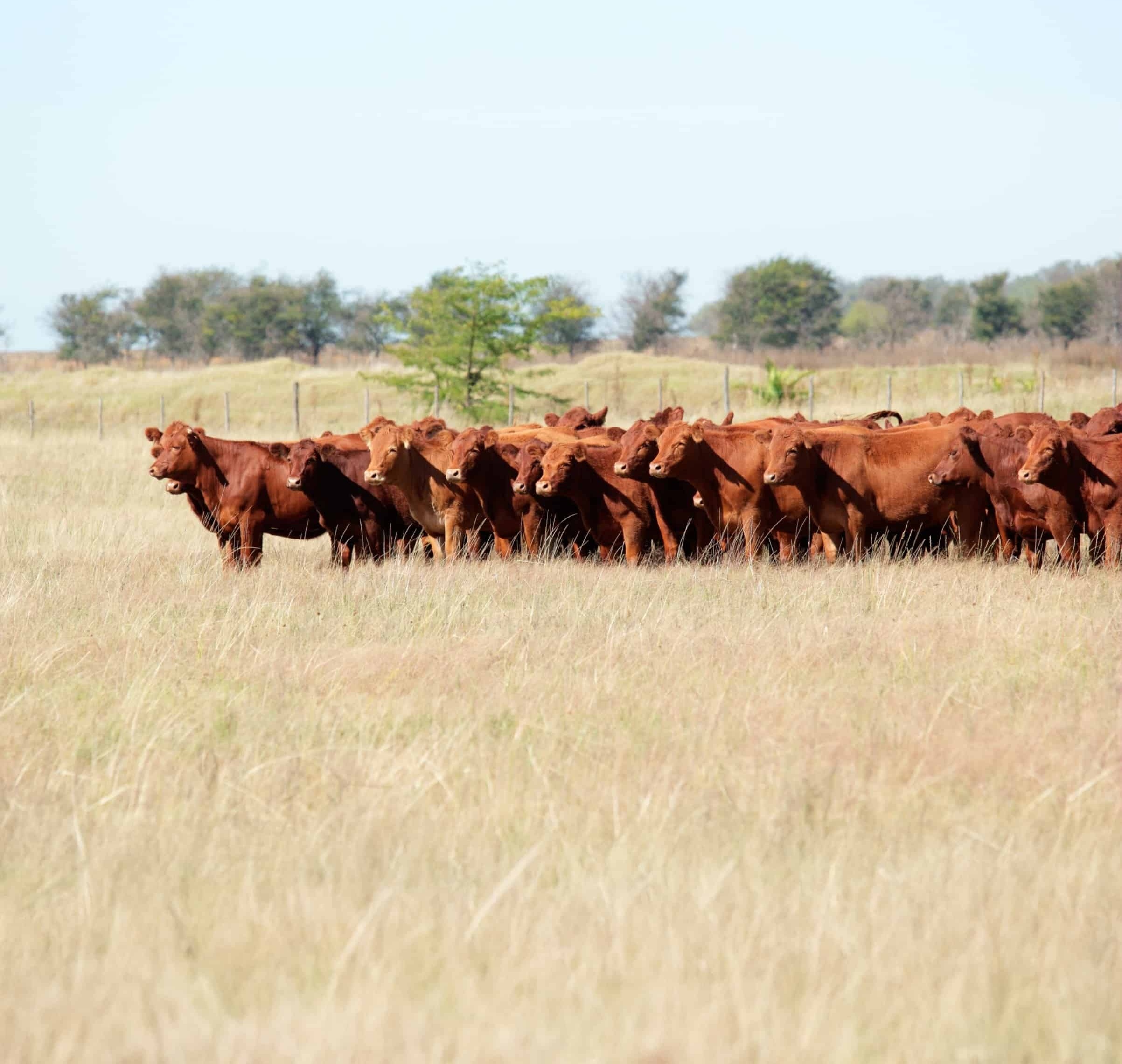 Red angus cattle on pasture expanded