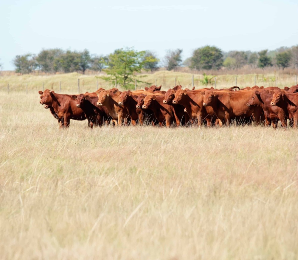 Red angus cattle on pasture expanded