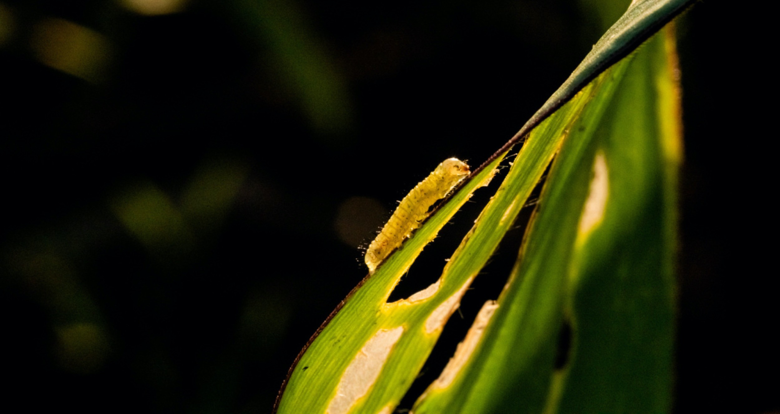 Corn leaf damaged by fall armyworm Spodoptera frugiperda.Corn leaves attacked by worms in maize field.