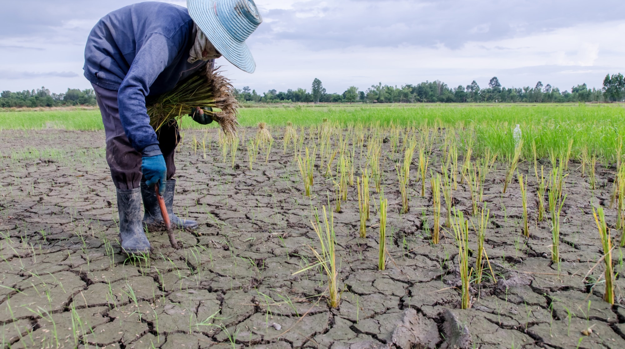 Increasing Climate Resilience In Crops - Foundation For Food ...