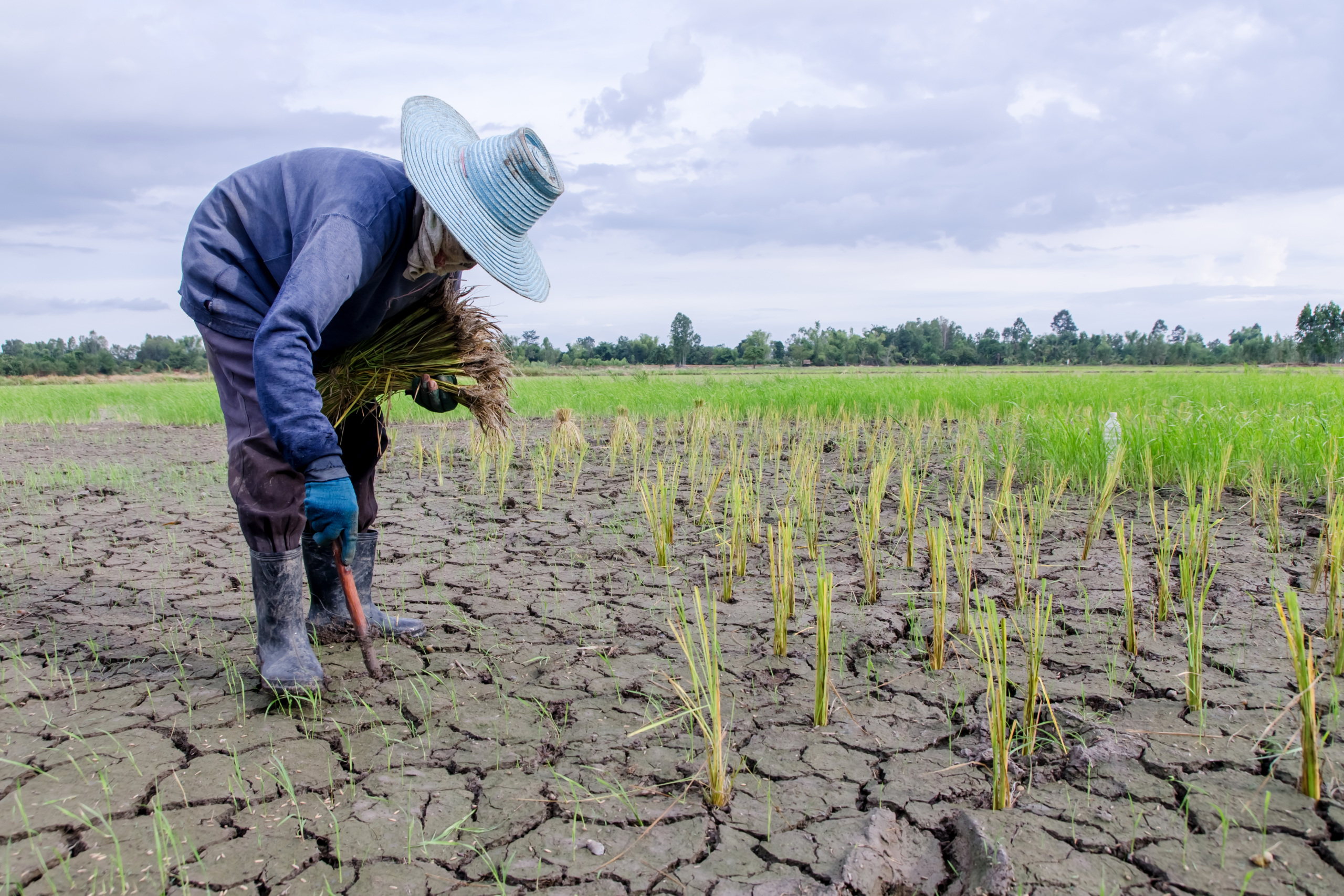 essay on impact of climate change on agriculture