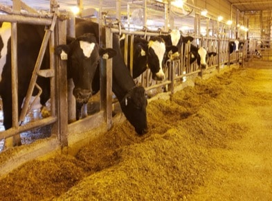 Purdue University cows enjoy a total mixed ration after their morning milking. 