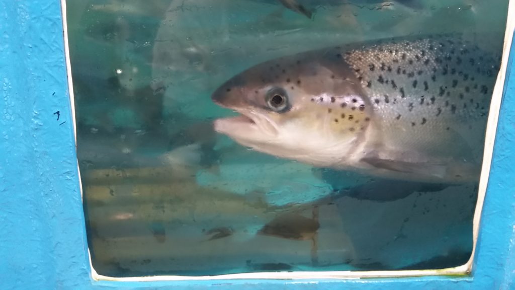 A view of a salmon in the USDA ARS National Coldwater Marine Aquaculture Center.
