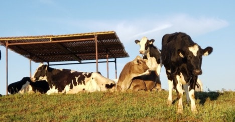 Purdue University dairy cows spend a relaxing afternoon sunbathing