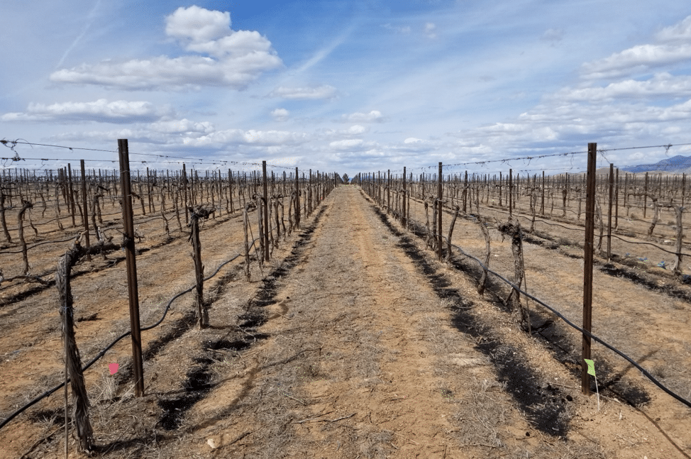 Photo: Vineyard in Sonoita, AZ with biochar application near rows of vines, March 2019.