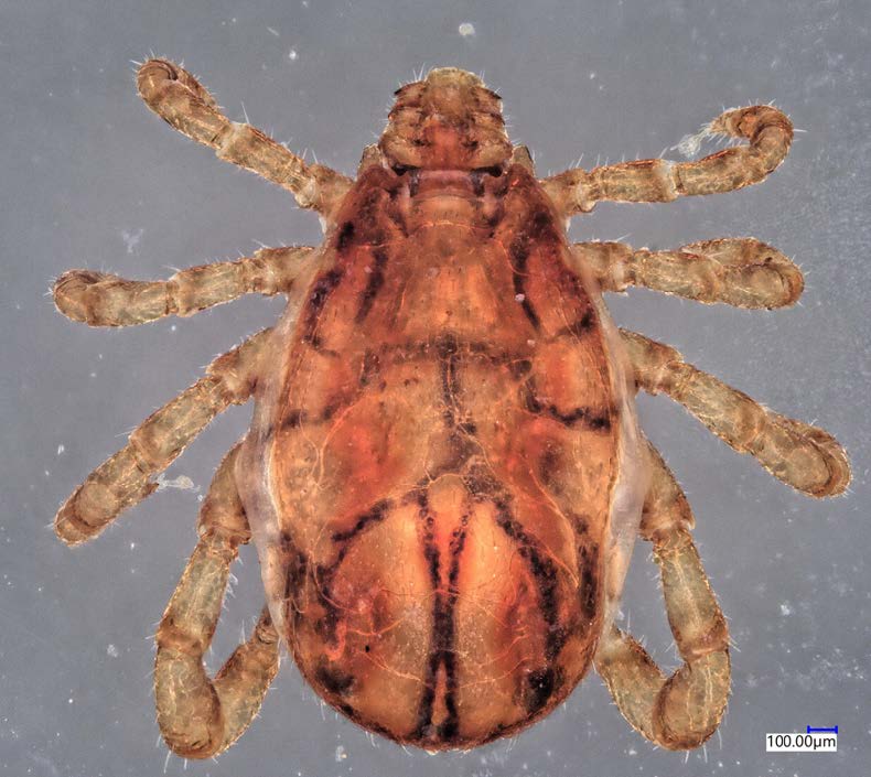A male southern cattle fever tick. Photo taken by the USDA-ARS Cattle Fever Tick Research Laboratory.