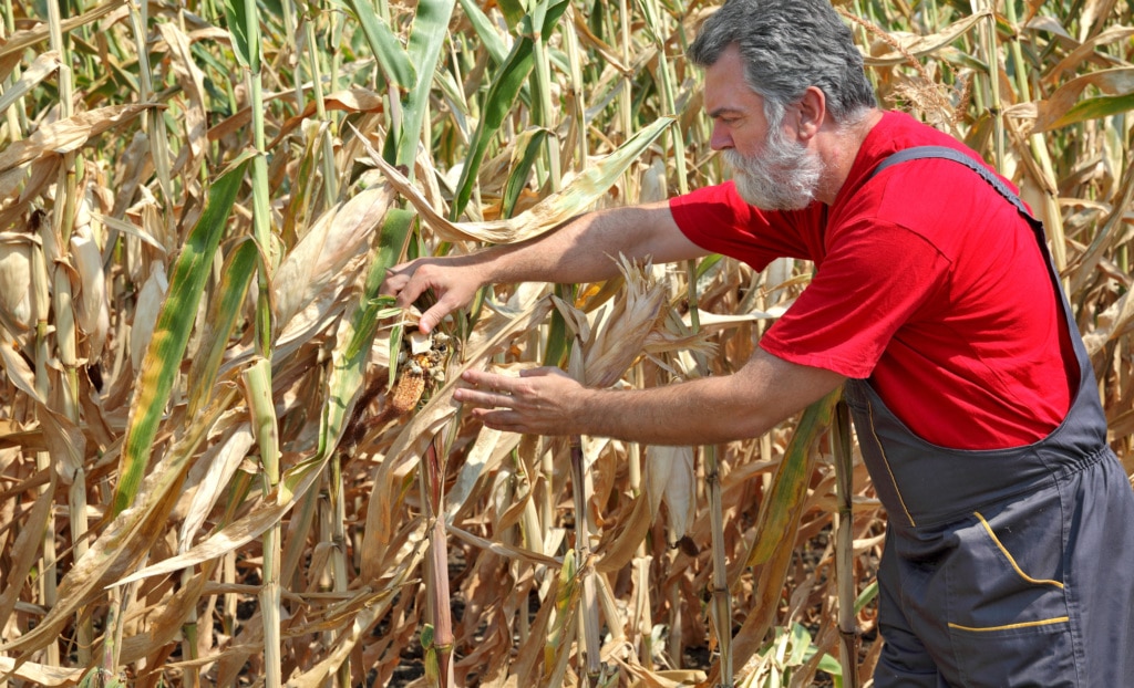 FFAR Addresses Corn Tar Spot - Foundation for Food & Agriculture Research