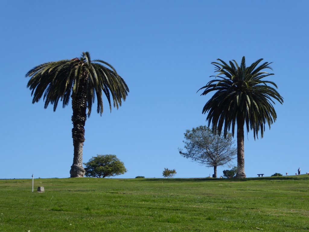 Palm trees invested by south american palm weevil