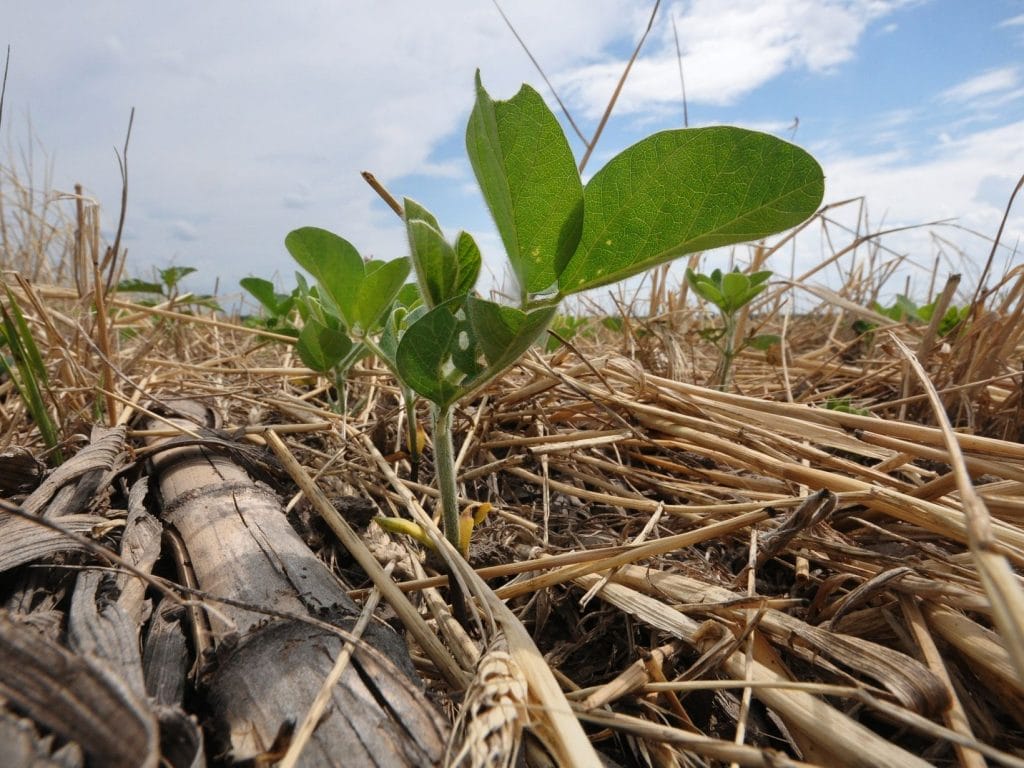 Soybeans emerge through a thick mat of diverse cover crop plant residues. Cover crop plant residues help reduce evaporation, lower soil temperatures and protect the soil from wind and water erosion. 