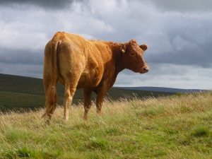 image of a cow in a field