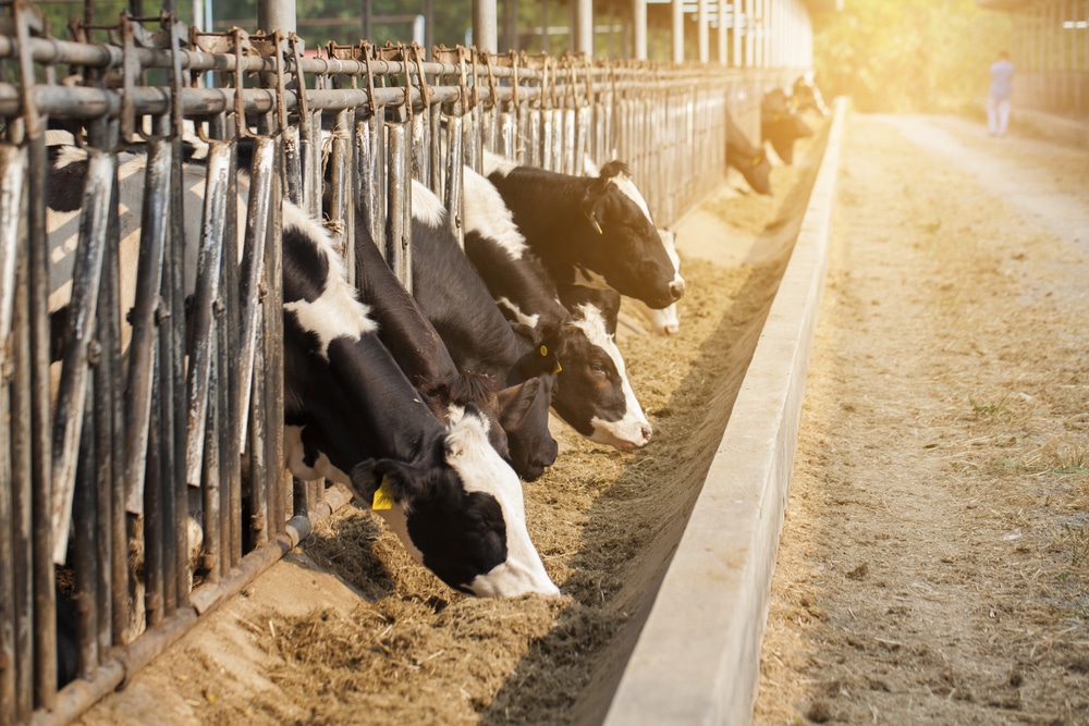 FFAR Awards MSU Grant to Decrease Feed Costs for Milk Production ...