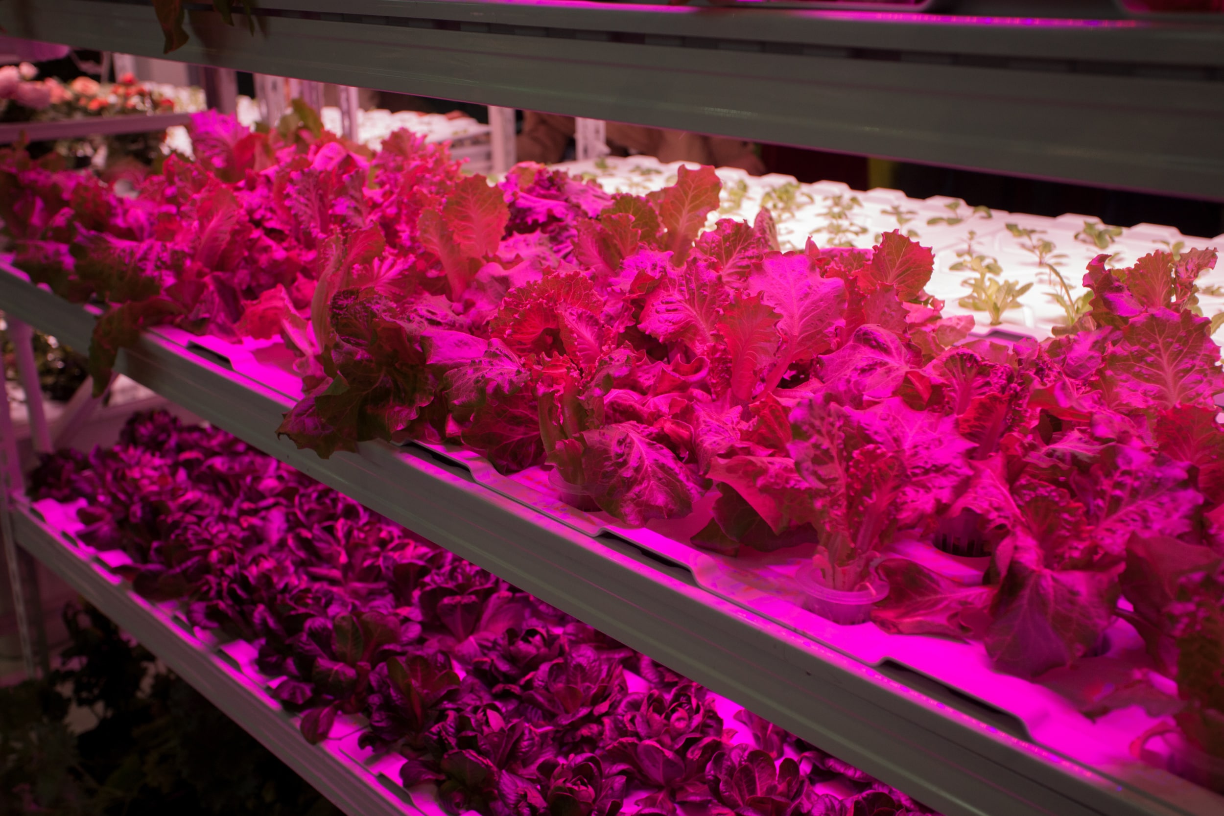 Determining Environmental and Biological Conditions Influencing Lettuce
