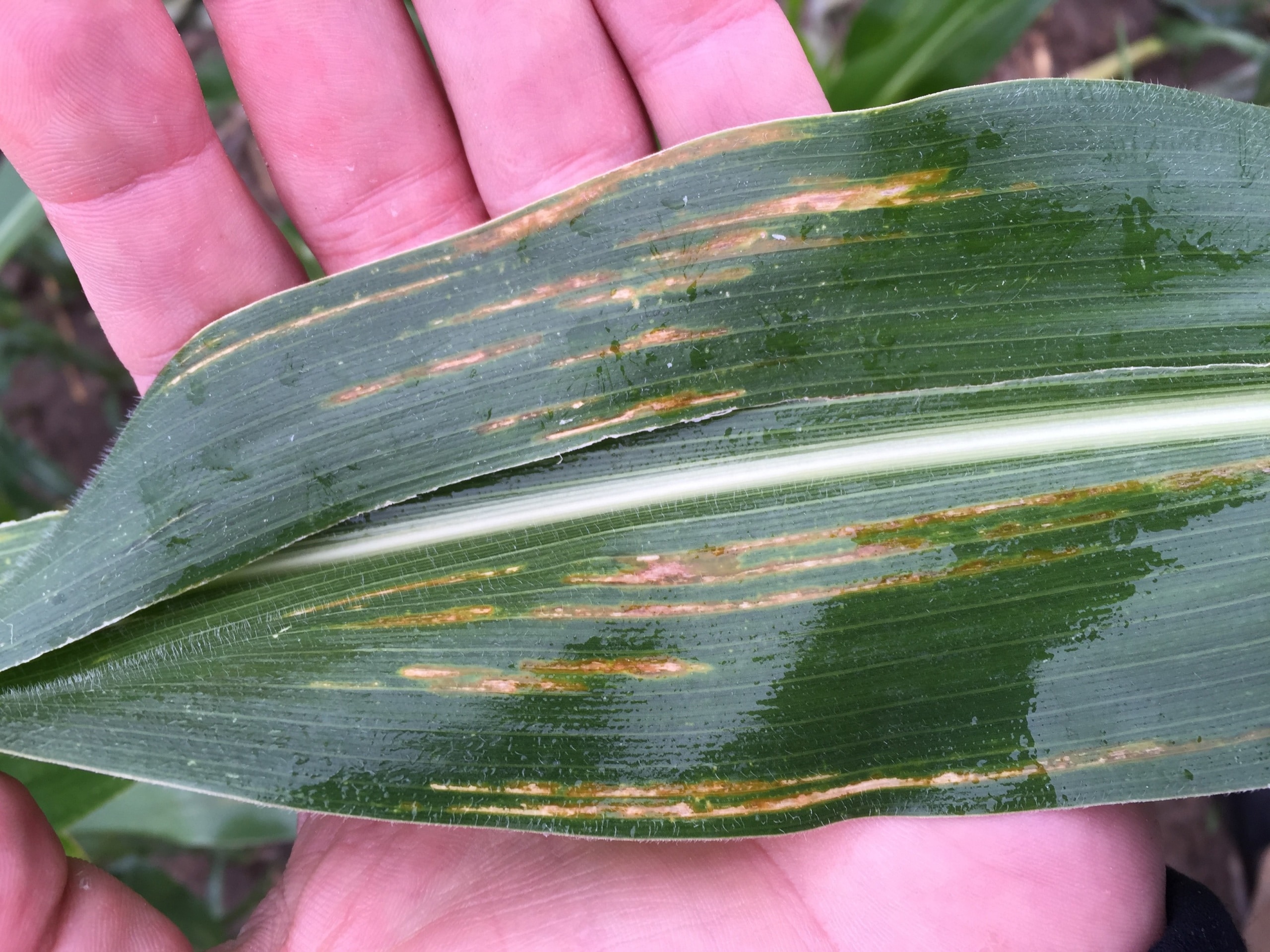 An image of bacterial leaf streak in corn.