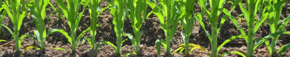 close up of green corn stalks growing in soil