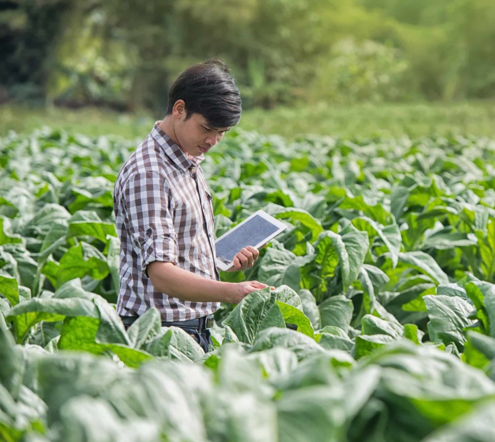 Happy farmers using digital tablet in the cultivation of tobacco.