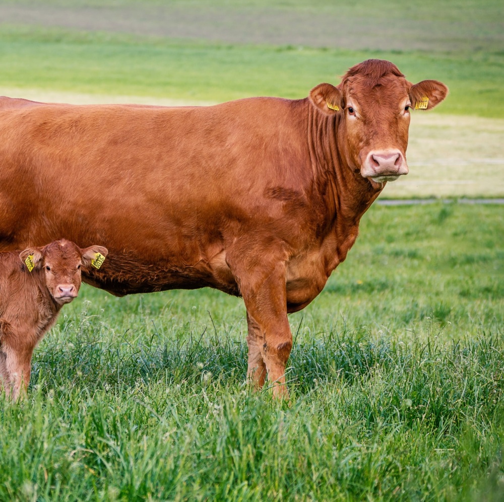 Limousin cattle breed cow with cattle