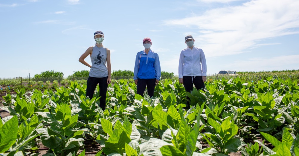 RIPE researchers conducting field work on tobacco crops