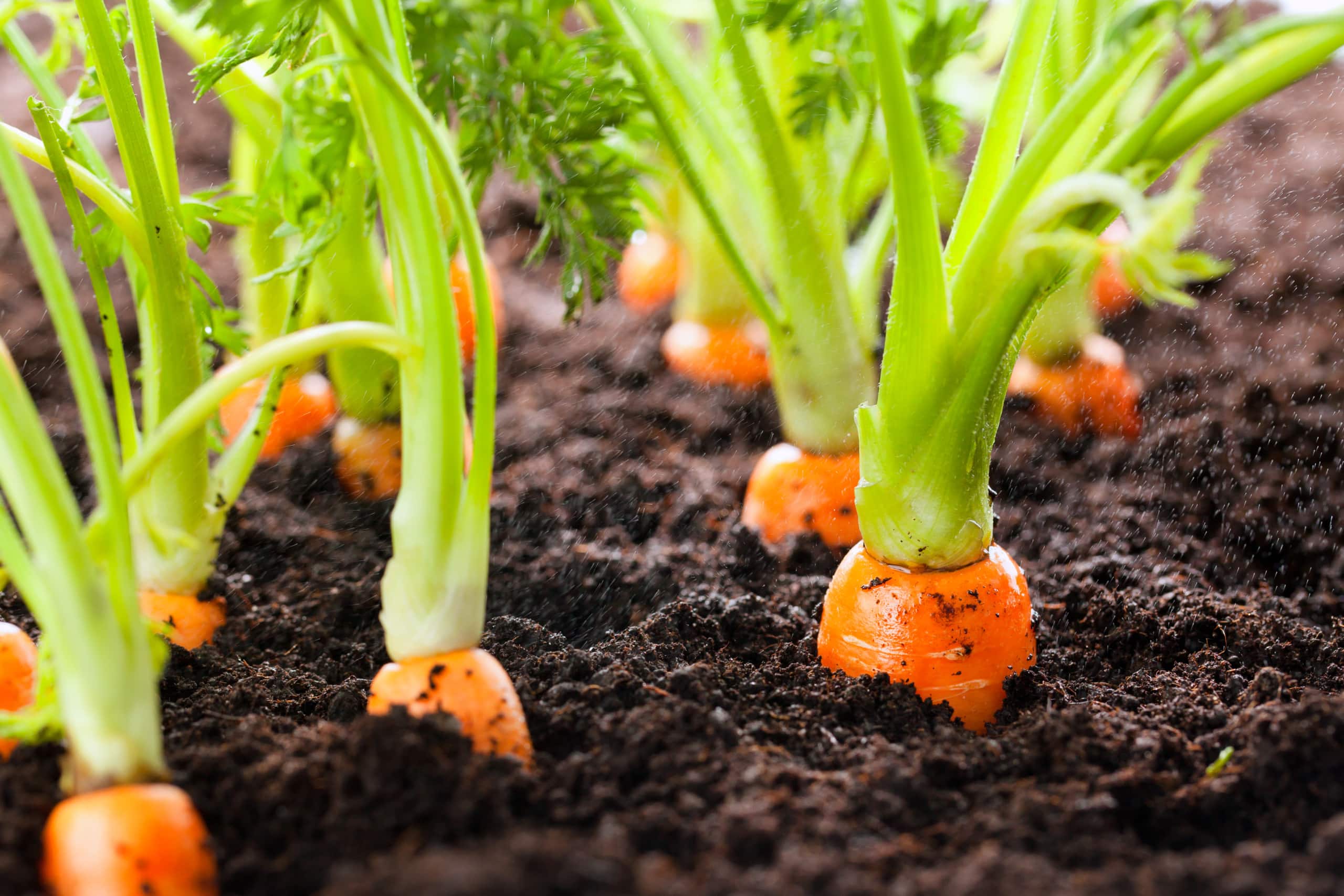 Carrot vegetable grows in the garden