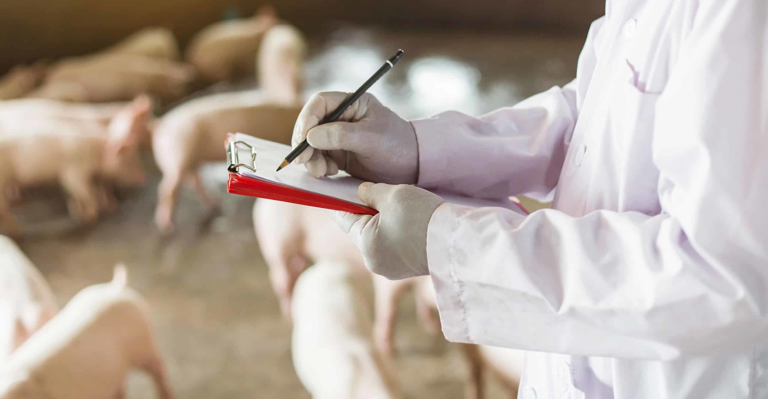 Alt= “Person in white lab coat taking notes on a clipboardstanding among young pigs in a building”