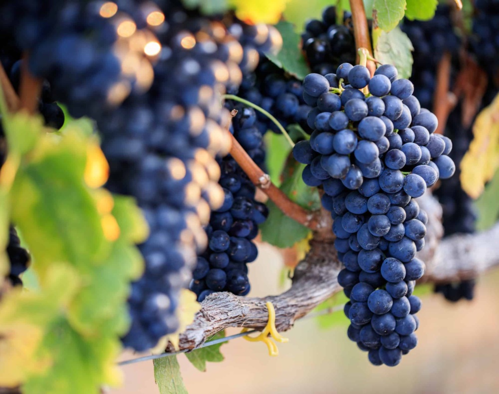 Close-up of bunches of ripe Red Wine Grapes