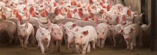 Many white piglets coming down a concrete aisle in a commercial setting