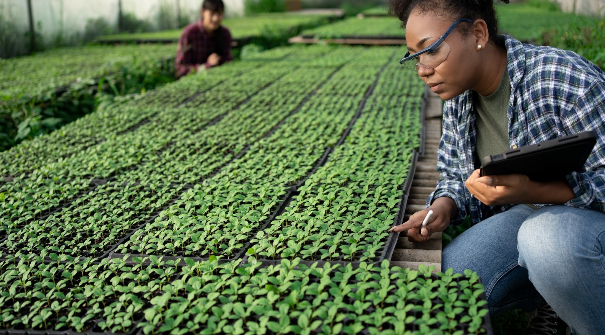 rows of seedlings in trays in a greenhouse with Black woman in kneeling down holding tablet observing them and additional person in background doing the same