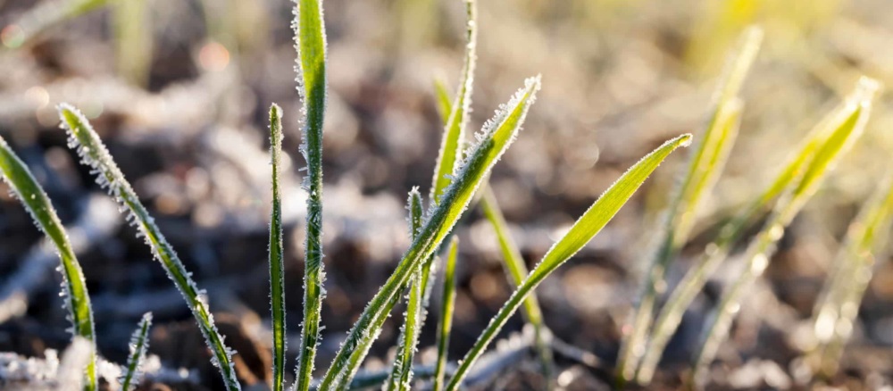 close up of young wheat planted for winter covered with ice crystals and frost