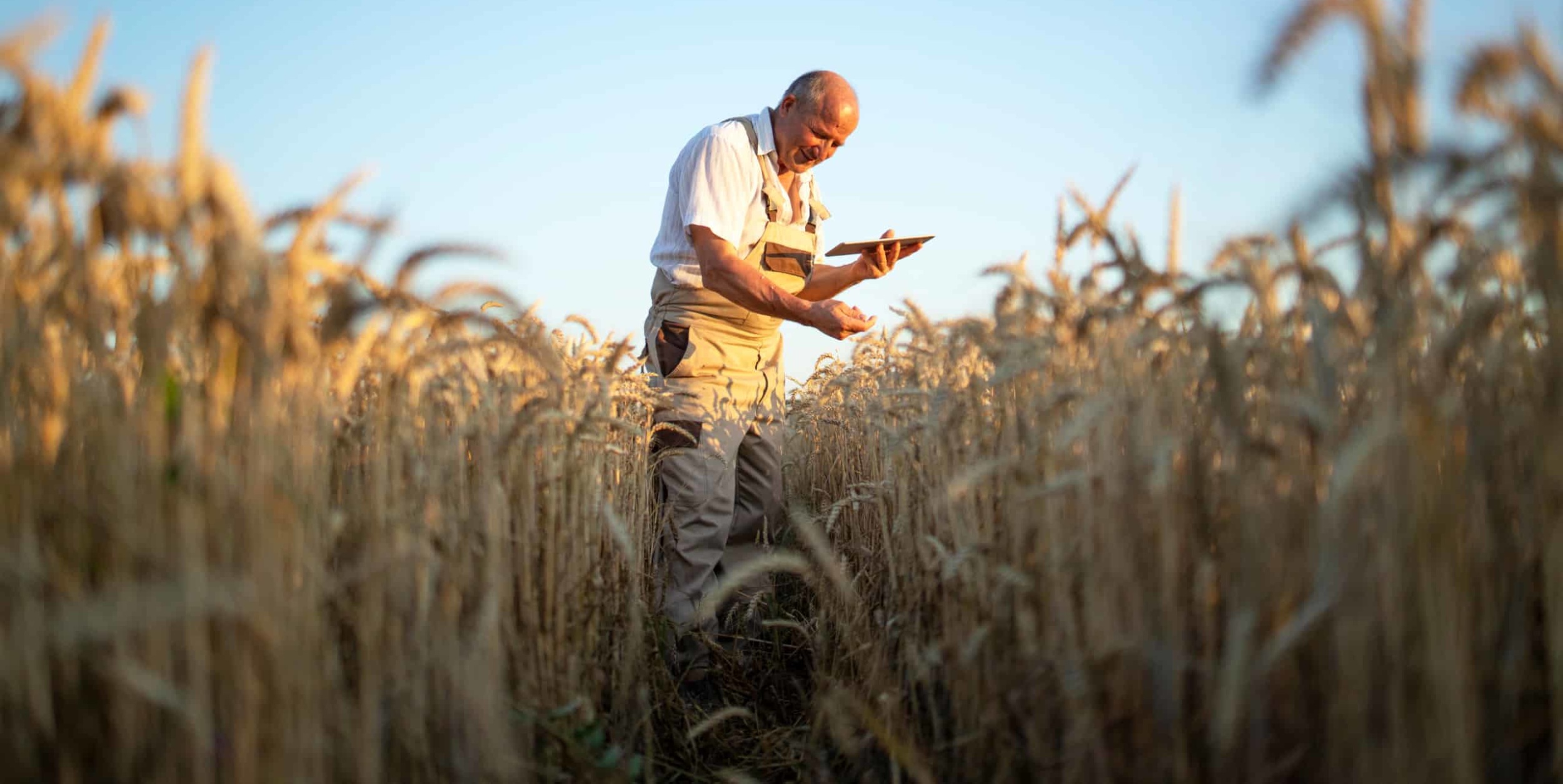 Agronomist in wheat field