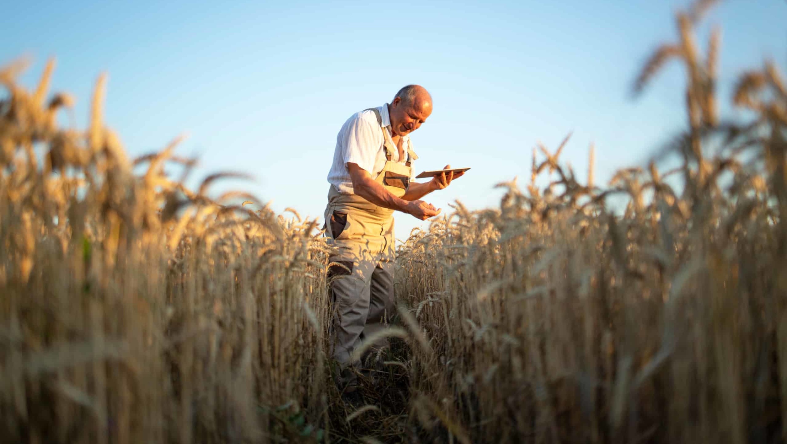agronomist in wheat field