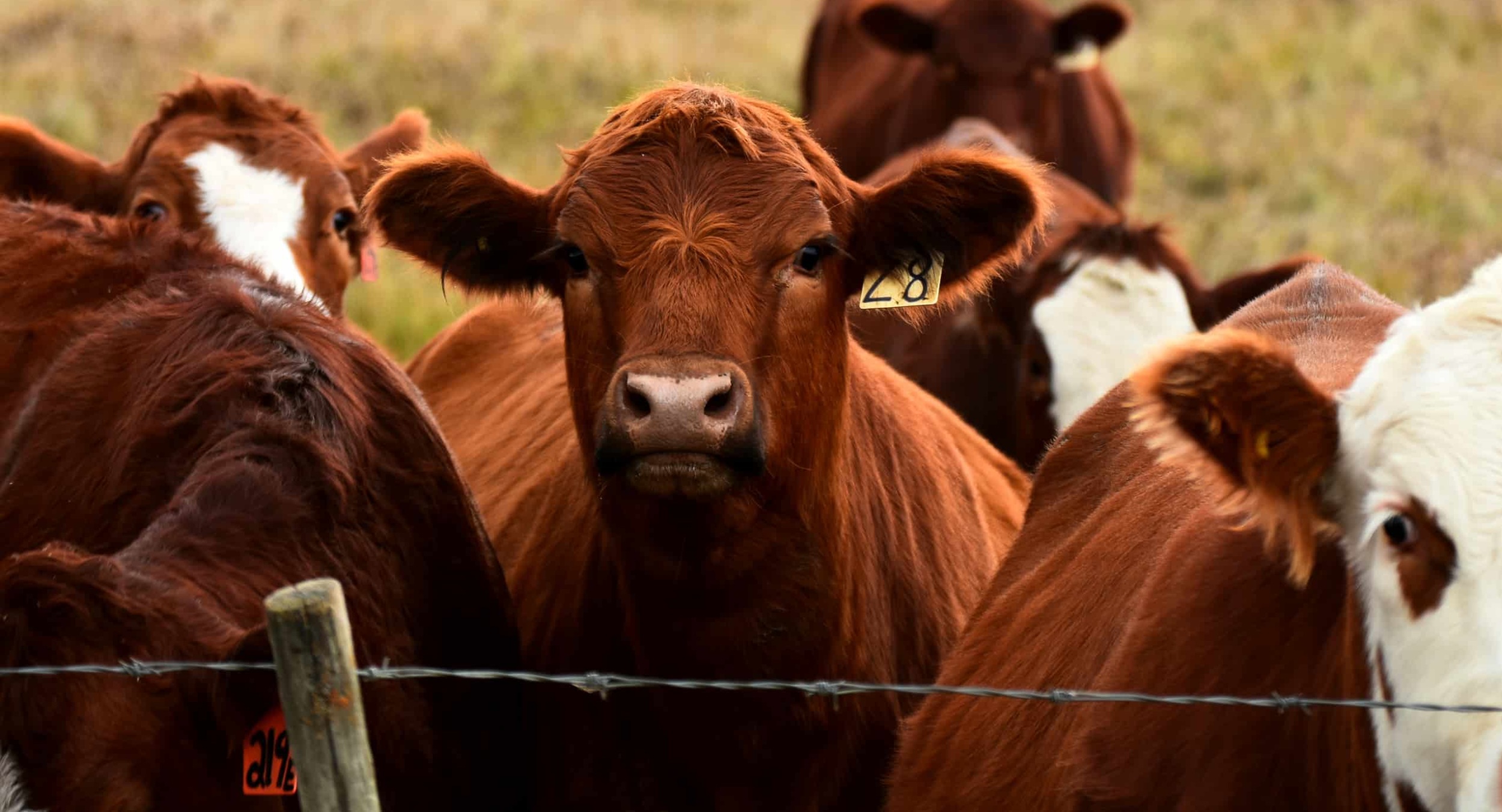 close up of brown beef cattle in pasture behind wire fence