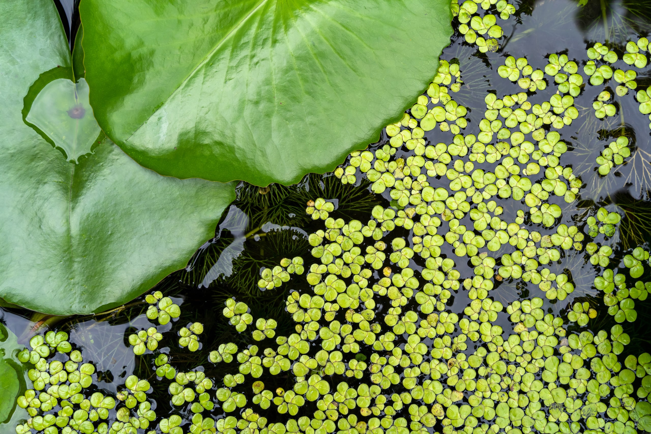 Duckweed floating in pond