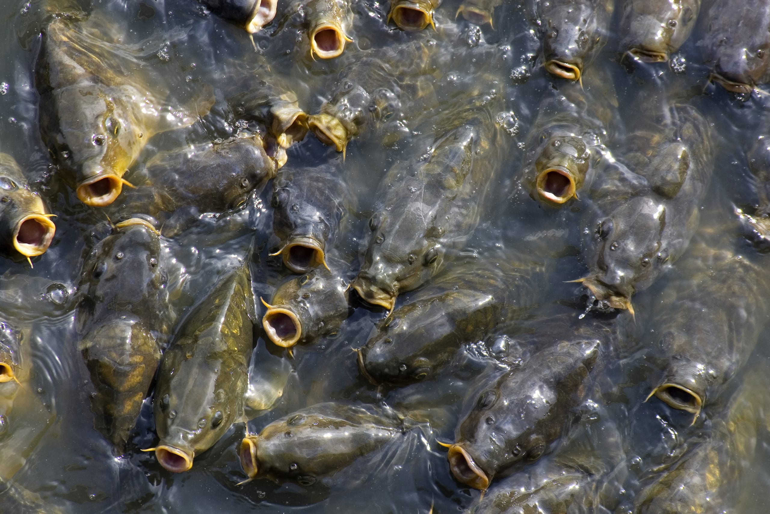Close up of catfish tightly grouped near and above the water’s surface, many with mouths wide open
