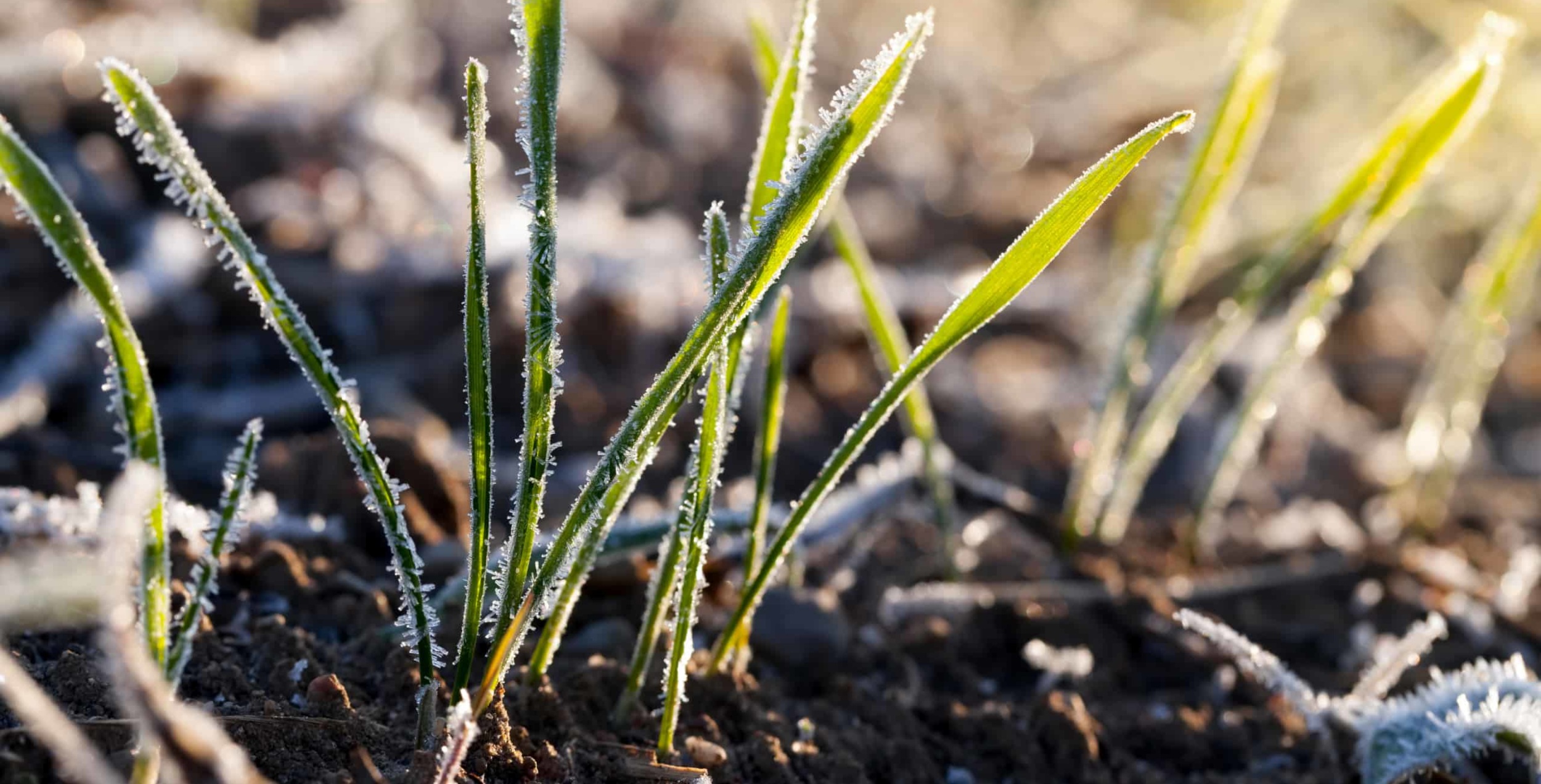 close up of young wheat planted for winter covered with ice crystals and frost