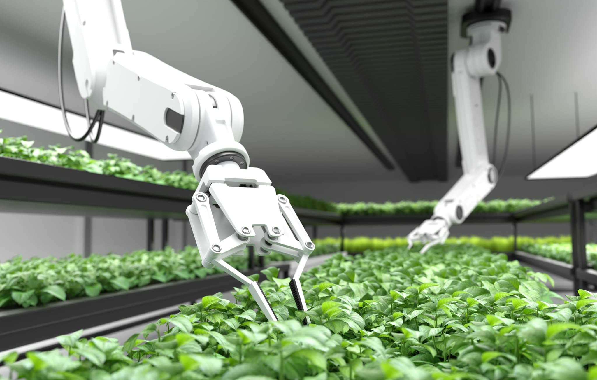 young plants in trays in indoor growing environment with two robotic arms reaching into the plants on the center tray