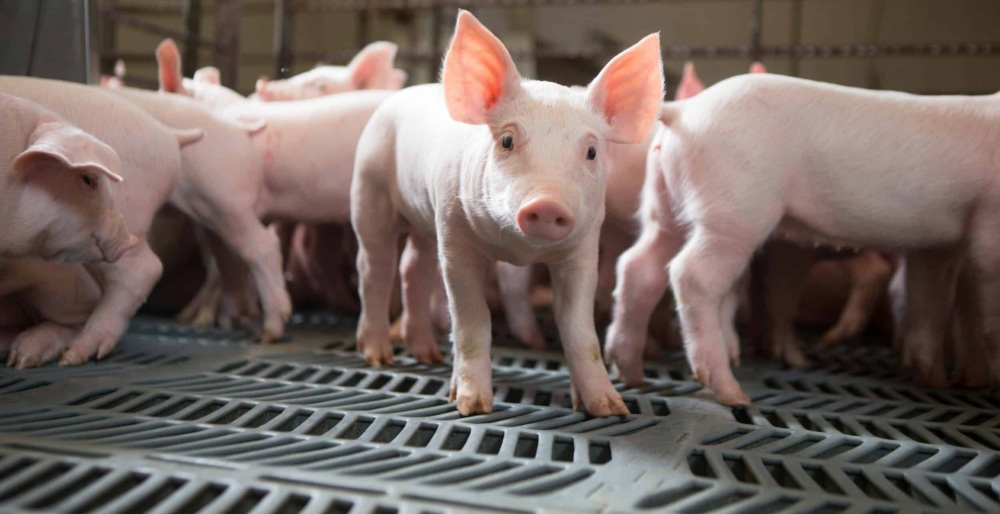 Piglets in a pen on a pig farm.