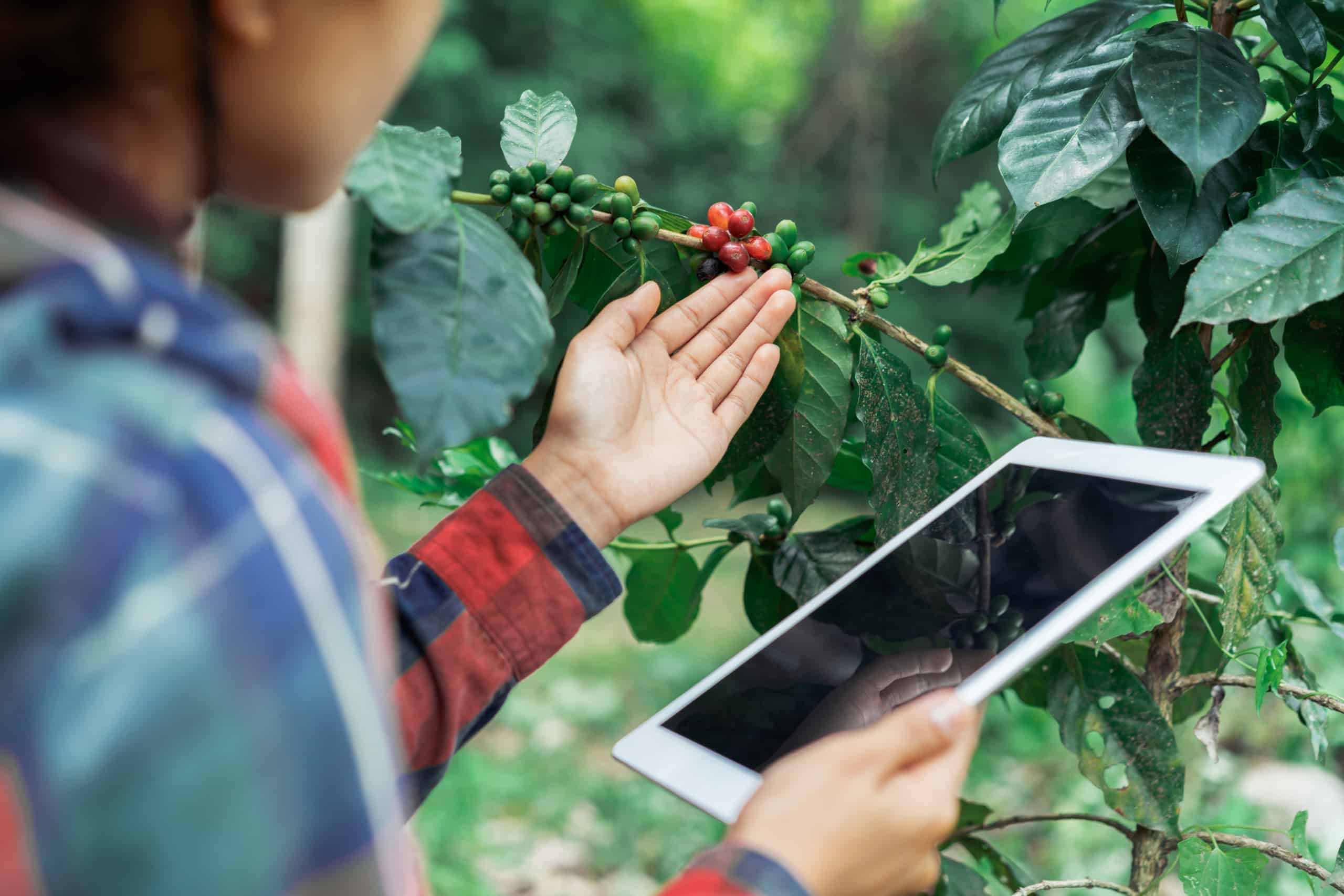 Woman uses tablet to record data about crop.