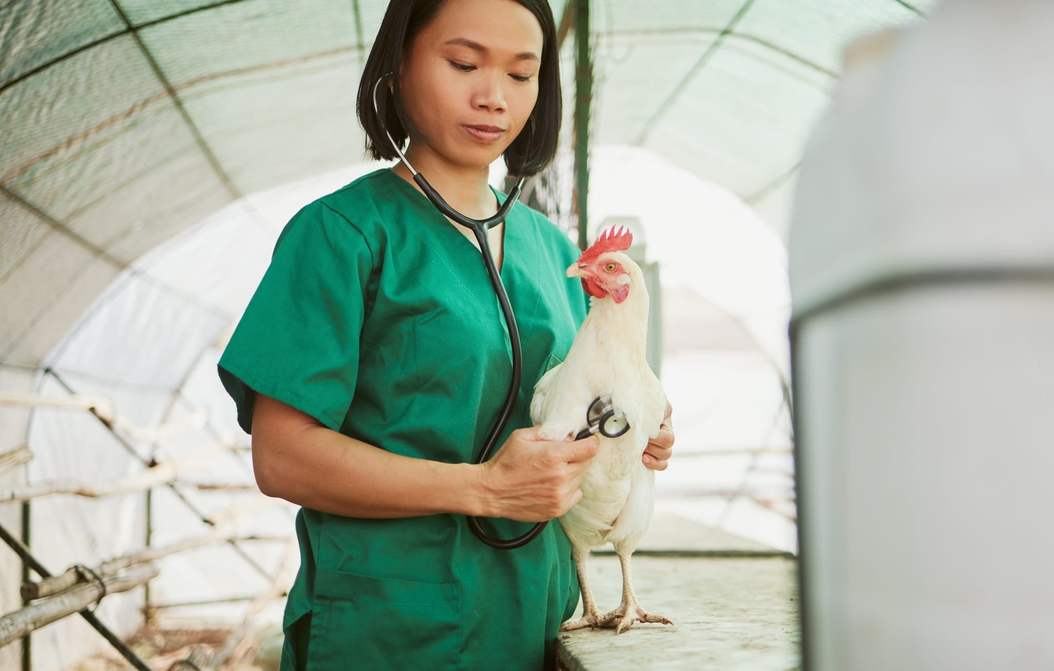 Young Asian woman in green medical scrubs standing indoors using a stethoscope to examine a chicken standing on a table