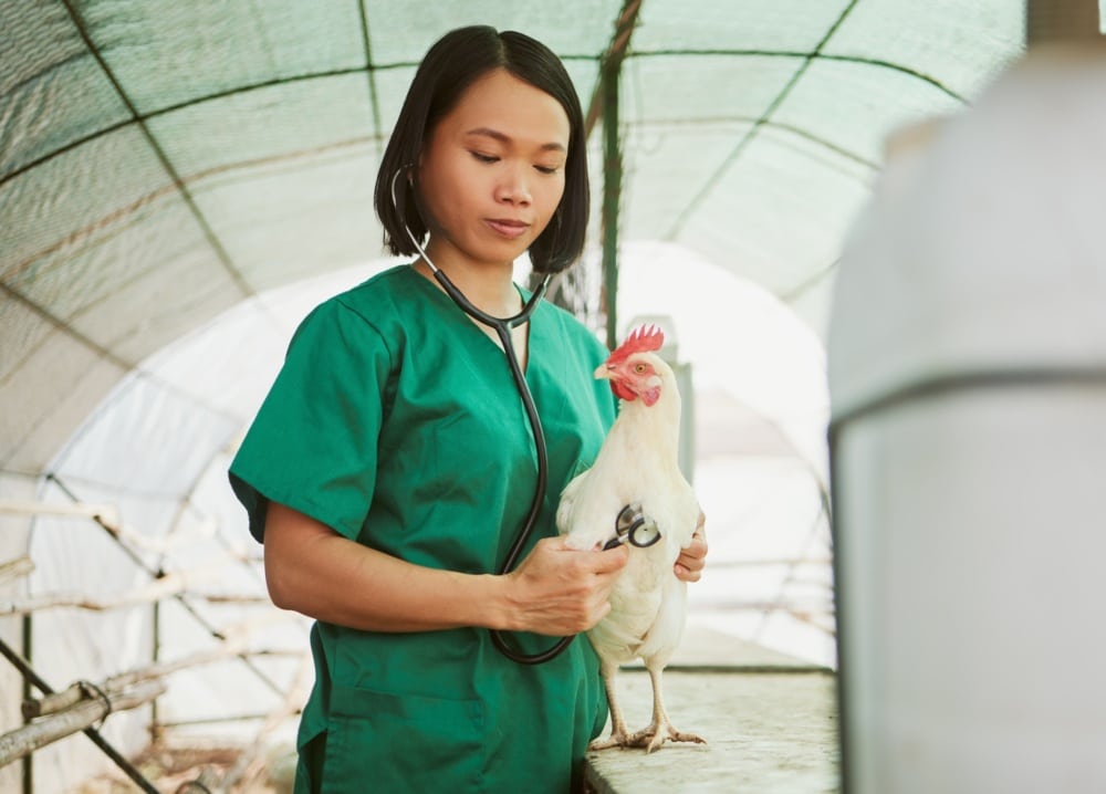 Young Asian woman in green medical scrubs standing indoors using a stethoscope to examine a chicken standing on a table