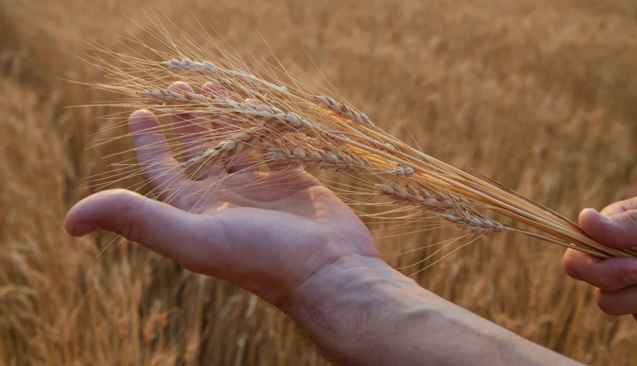 Spikelets of ripe. Yellow wheat in the hands