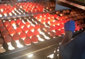 many brown eggs on a conveyor belt backlit by a light and a blue gloved hand reaching out toward them