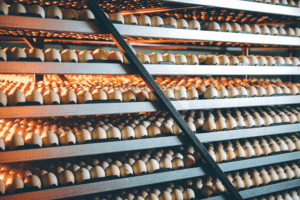 Many eggs on rows of shelves in a hatchery