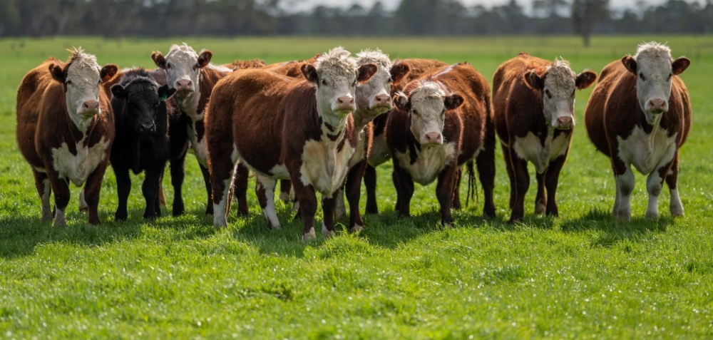 Brown Hereford cows standing in a line in a field facing the camera