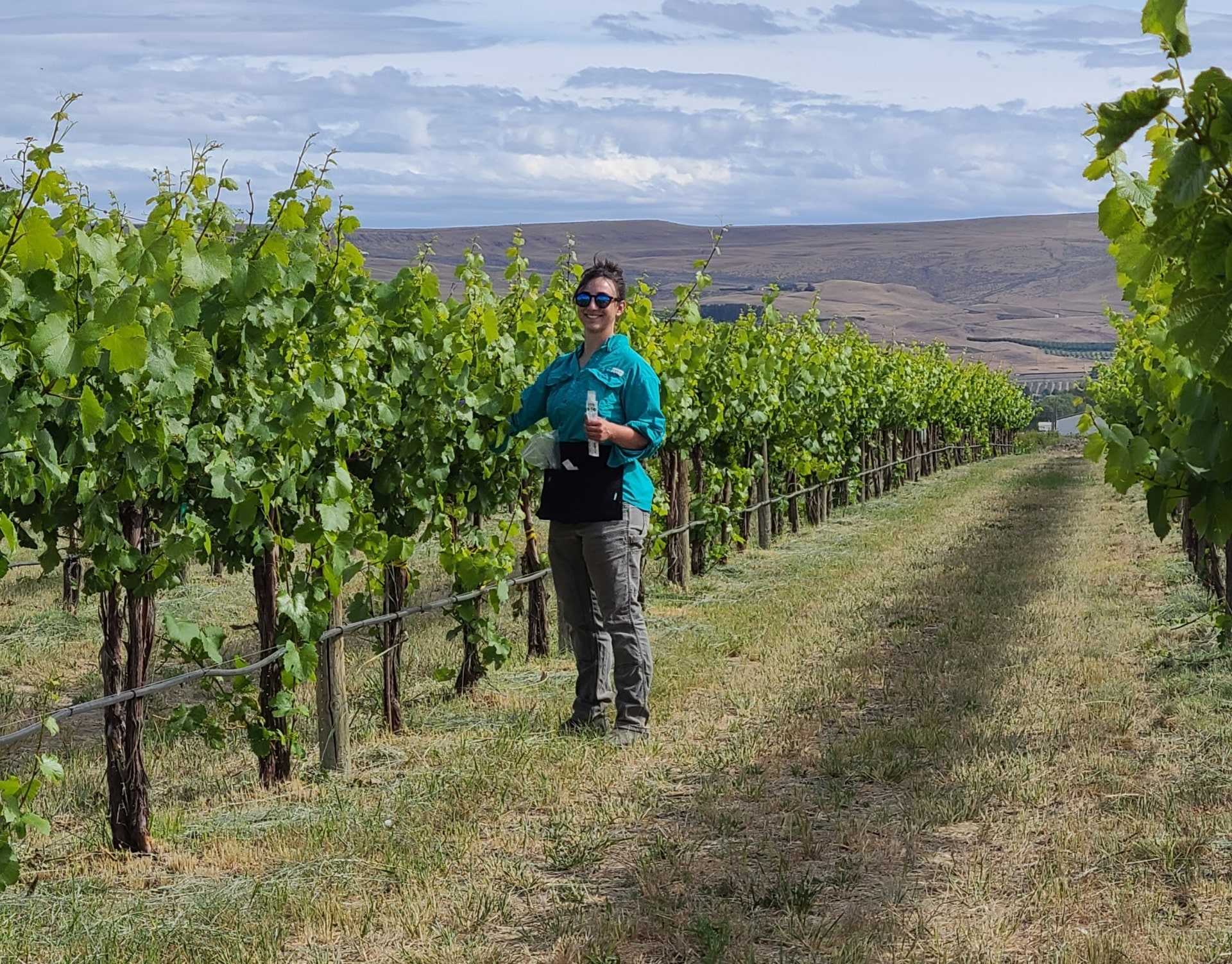 Sampling for fungicide resistance in growers’ field.
