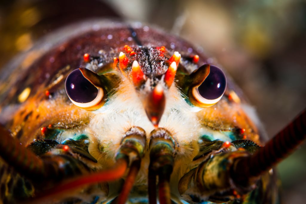 Close up under water of an American lobster’s head