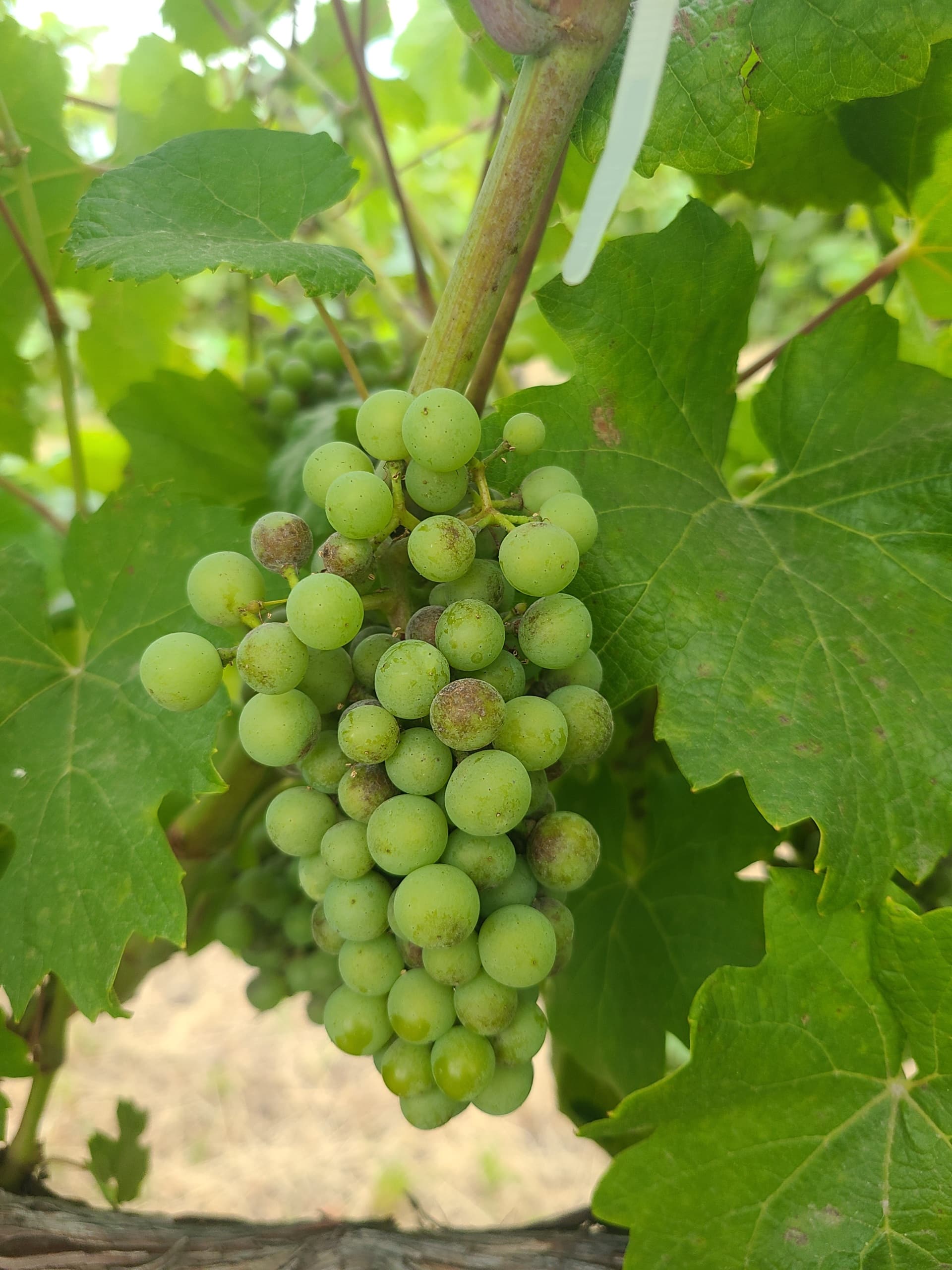 Green wine grapes infected with fungus.