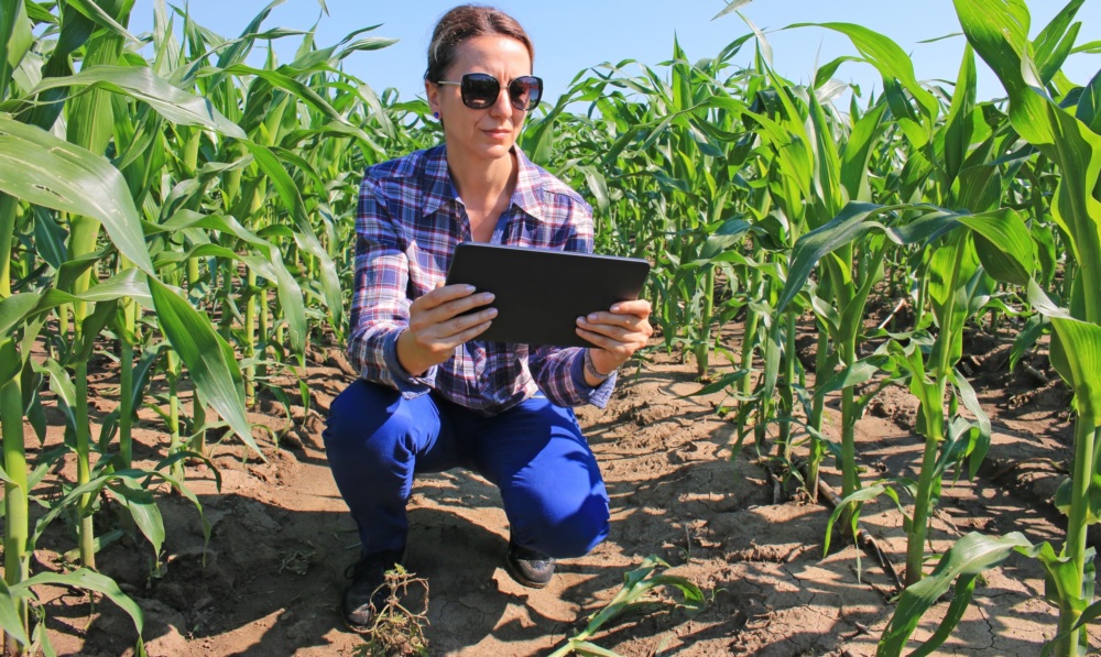 woman wearing sunglasses, plaid shirt and jeans kneeling in soil between rows of corn reading her tablet computer